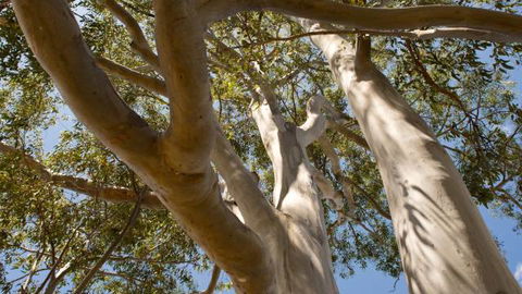Lindsay Pryor Walk, Australian National University - Accommodation Bookings 0