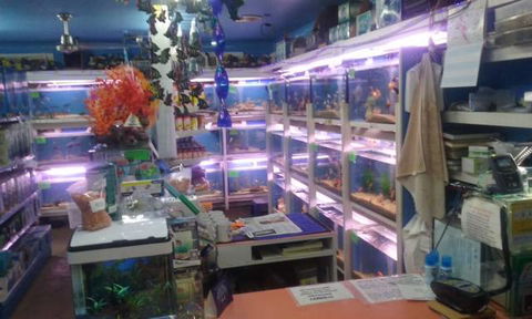 Summerland Aquarium - Accommodation Bookings 3