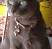 Pets and Saddles - Accommodation Bookings
