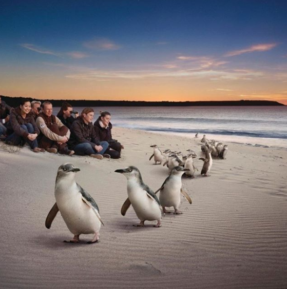 Mont Albert North VIC Accommodation Bookings