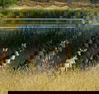 Canberra - The National Capital  Full Day Private Tour  Departs from Sydney - Accommodation Bookings