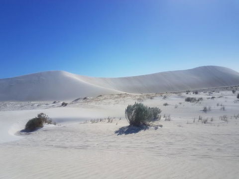 Pinnacles Desert, Koalas And Sandboarding 4WD Day Tour From Perth - Accommodation Bookings 2