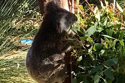 Pinnacles And Yanchep National Park Day Trip From Perth Including Lobster Shack Lunch And Sandboarding - Accommodation Bookings 6