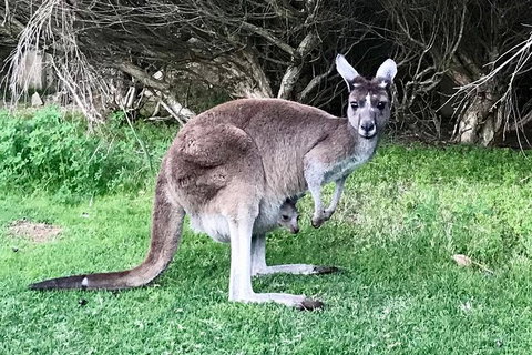 Pinnacles And Yanchep National Park Day Trip From Perth Including Lobster Shack Lunch And Sandboarding - Accommodation Bookings 8