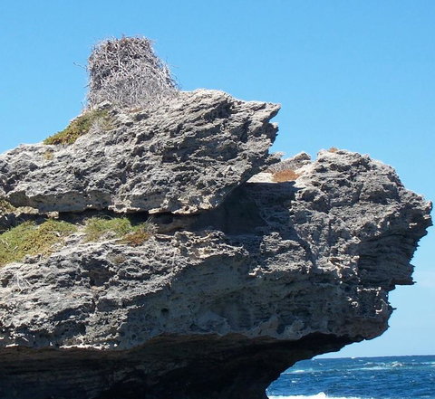 Rottnest Island Tour From Perth Or Fremantle Including Adventure Speed Boat Ride - Accommodation Bookings 7