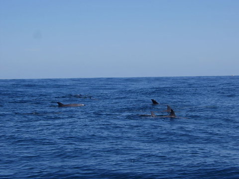 Rottnest Island Tour From Perth Or Fremantle Including Adventure Speed Boat Ride - Accommodation Bookings 6