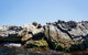 Rottnest Island Tour From Perth Or Fremantle Including Adventure Speed Boat Ride - thumb 9