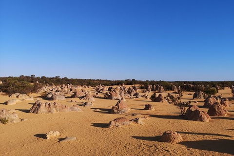 Pinnacles Day Trip From Perth Including Yanchep National Park - Accommodation Bookings 6