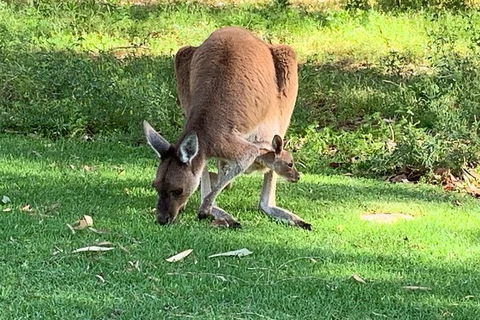 Pinnacles Day Trip From Perth Including Yanchep National Park - Accommodation Bookings 5