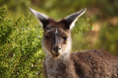 Pinnacles Sunset Dinner And Wildlife Experience A Small Group Tour - Accommodation Bookings 6