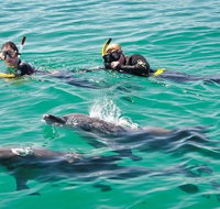 Swim with Dolphins Day Trip from Perth - Accommodation Bookings