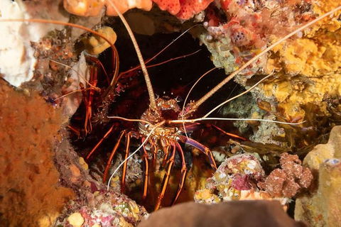 Discover Local Scuba Diving In Perth - Accommodation Bookings 1
