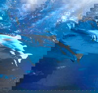 Snorkel with Sharks at AQWA - Accommodation Bookings