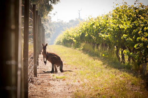 Cape Mentelle Behind The Scenes Tour With Food & Wine Pairing - Accommodation Bookings 4
