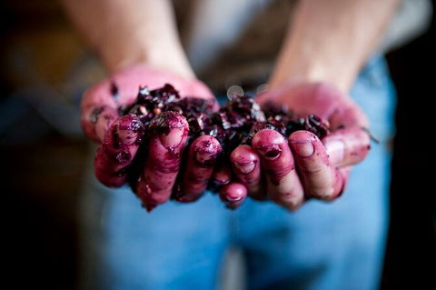 Cape Mentelle Behind The Scenes Tour With Food & Wine Pairing - Accommodation Bookings 7