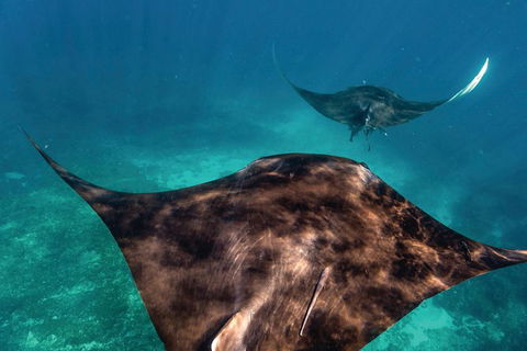 7-Day Exmouth Explorer Via Pinnacles Monkey Mia Ningaloo Reef Returning To Perth - Accommodation Bookings 8
