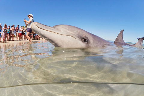 7-Day Exmouth Explorer Via Pinnacles Monkey Mia Ningaloo Reef Returning To Perth - Accommodation Bookings 3