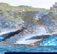 Jet Boat Whale Watching Safari from Dunsborough - Accommodation Bookings