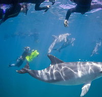 Swim with Wild Dolphins - Accommodation Bookings