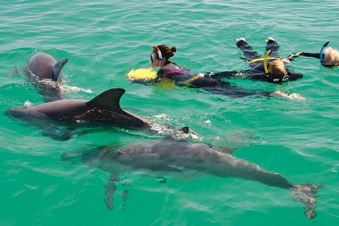 Swim With Wild Dolphins - Accommodation Bookings 4