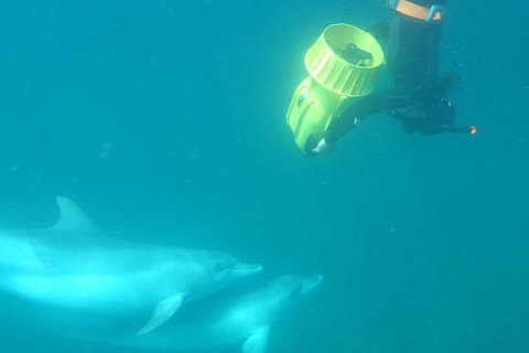 Swim With Wild Dolphins - Accommodation Bookings 3