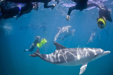 Swim With Wild Dolphins - Accommodation Bookings 2