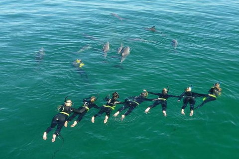 Swim With Wild Dolphins - Accommodation Bookings 7