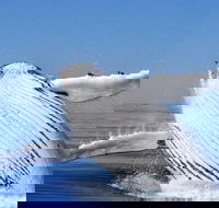 Whale Watching Busselton Departing from Busselton Jetty - Accommodation Bookings