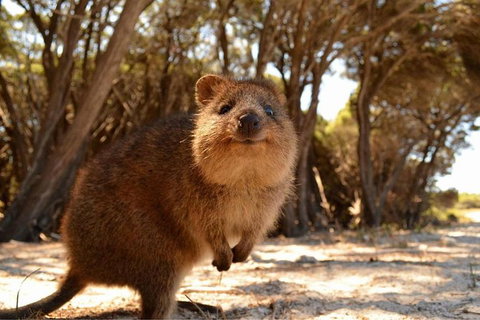 Wave Rock & Rottnest Island - Air & Ground Tour - Accommodation Bookings 6