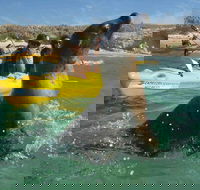 Penguin and Seal Island Kayak Tour - Accommodation Bookings