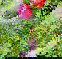 Perth Hills - Wildlife Art  Gastronomy - Accommodation Bookings