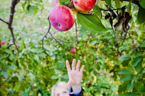 Perth Hills - Wildlife, Art & Gastronomy - Accommodation Bookings 0