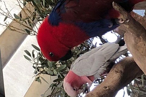 Perth Hills - Wildlife, Art & Gastronomy - Accommodation Bookings 8