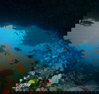 Rottnest Island scuba diving from Fremantle - Accommodation Bookings