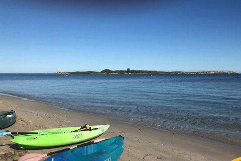Penguin Island And Fremantle - Canoe, Chocolate & Coffee - Accommodation Bookings 4