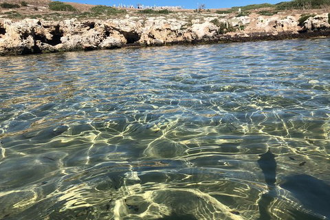 Penguin Island And Fremantle - Canoe, Chocolate & Coffee - Accommodation Bookings 5