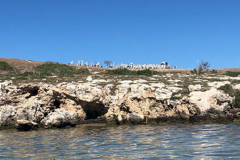 Penguin Island And Fremantle - Canoe, Chocolate & Coffee - Accommodation Bookings 9