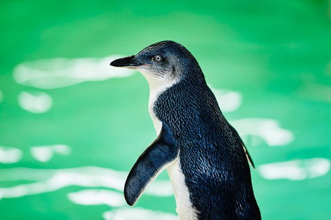 Penguin Island And Fremantle - Canoe, Chocolate & Coffee - Accommodation Bookings 14