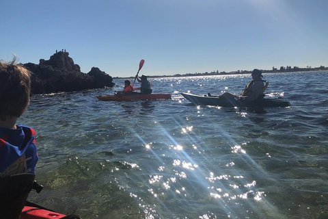 Penguin Island And Fremantle - Canoe, Chocolate & Coffee - Accommodation Bookings 11