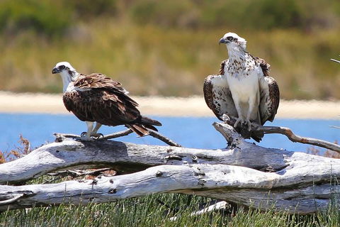 Mandurah Dolphin Island Adventure - Accommodation Bookings 4