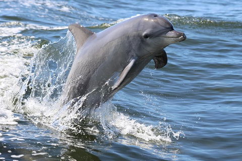 Mandurah Dolphin Island Adventure - Accommodation Bookings 11