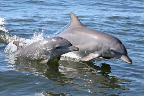 Mandurah Dolphin Island Adventure - Accommodation Bookings 6