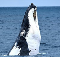 Whale-Watching Tour from Augusta or Perth with Optional Captain's Lounge Upgrade - Accommodation Bookings