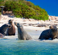 Penguin Island Tour with Dolphin and Sea Lion Cruise - Accommodation Bookings