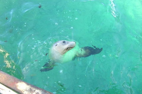 Abrolhos Islands Scenic Flight & Snorkel Adventure From Perth - Accommodation Bookings 4