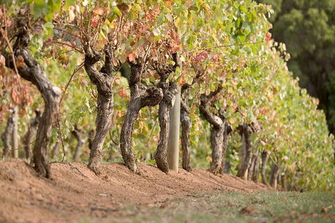 Vasse Felix Winery Tour And Tasting - Accommodation Bookings 3