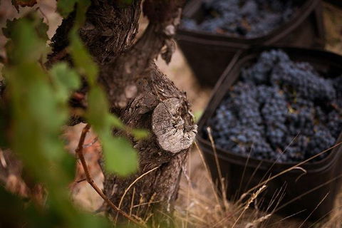 Vasse Felix Winery Tour And Tasting - Accommodation Bookings 4