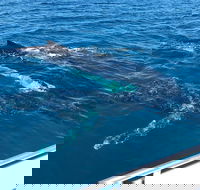 Busselton Whale Watching - Accommodation Bookings