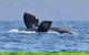 3 Hour Winter Whale Safari (May - Oct) Around King George Sound - thumb 0