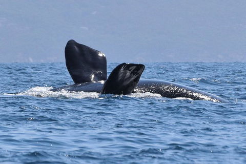 3 Hour Winter Whale Safari (May - Oct) Around King George Sound - Accommodation Bookings 0